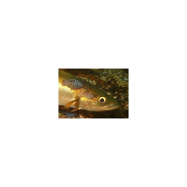 DTD REAL FISH