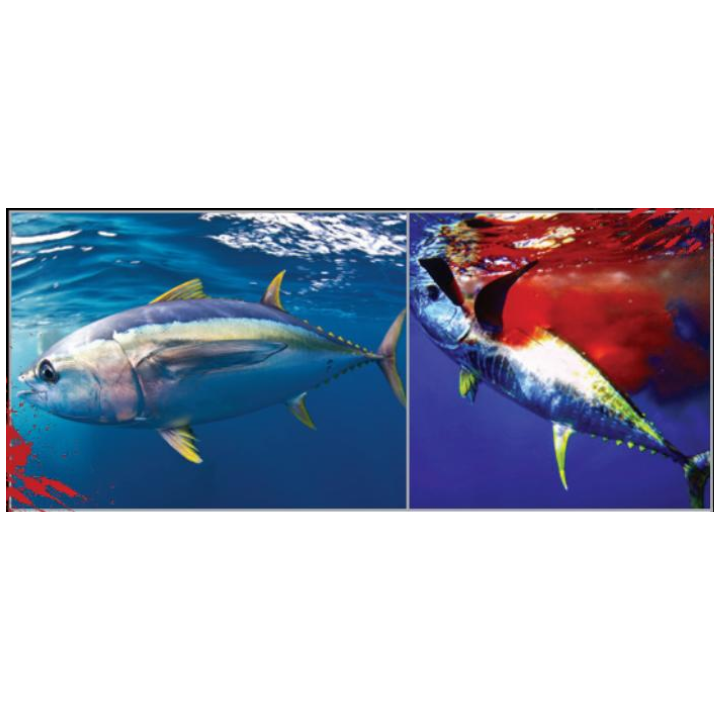 DTD BLOODY FISH