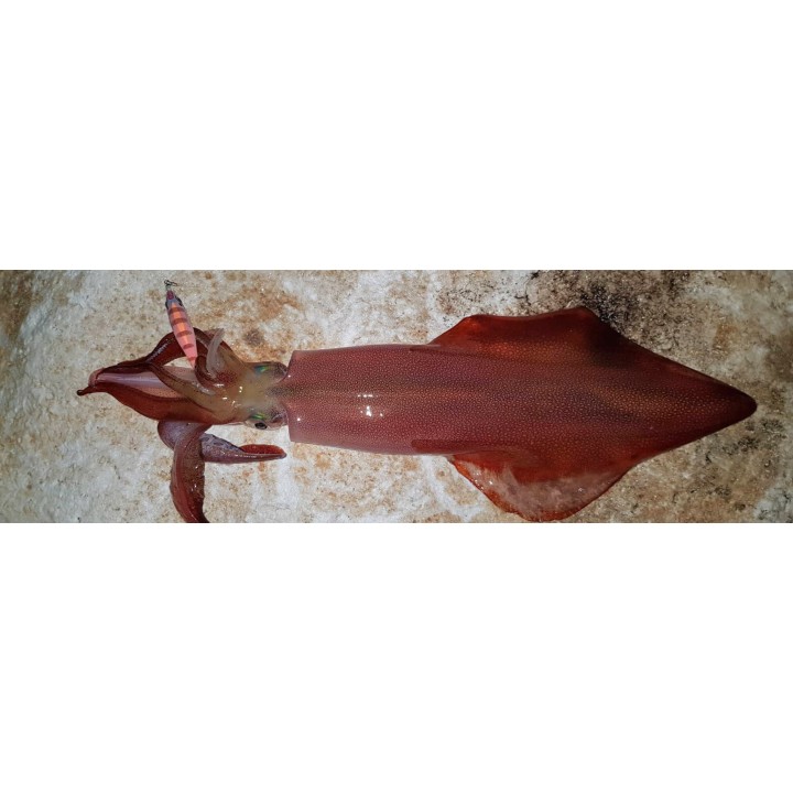 DTD PANIC FISH 2.5