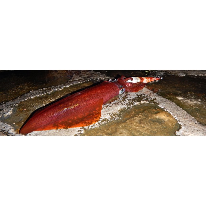 DTD WEAK FISH OITA