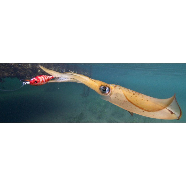 DTD WOUNDED FISH